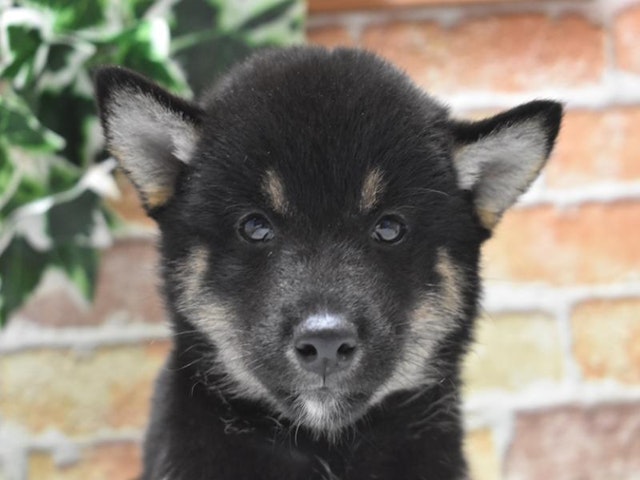 静岡県の柴犬(標準サイズ) (ペッツワン浜松雄踏店/2024年7月29日生まれ/男の子/黒)の子犬